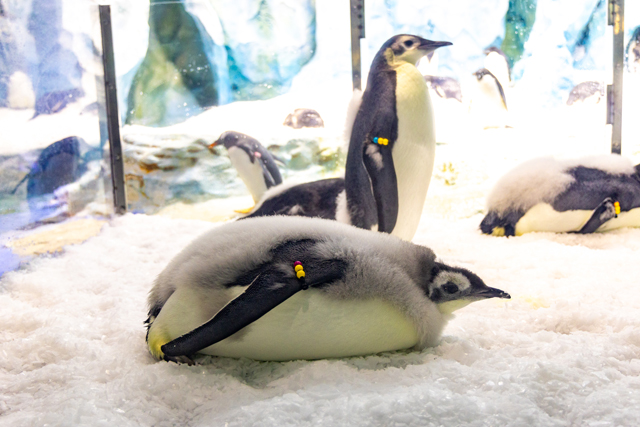 长隆企鹅酒店盛大举行帝企鹅“毕业”首展,引领游客探索南极生态奥秘 长隆企鹅酒店盛大举行帝企鹅“毕业”首展,引领游客探索南极生态奥秘