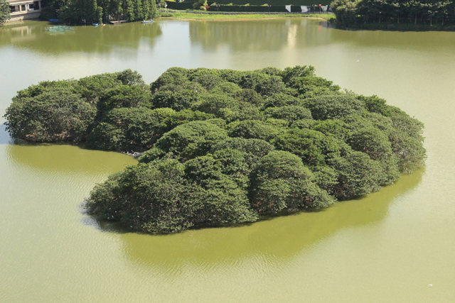 佛山南海璜玑鹭鸟天堂：自然与生态的和谐乐章