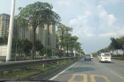 山市荷月路:绽放生活的通衢 山市荷月路:绽放生活的通衢