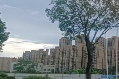 禅城龙舟何以出圈出海? 禅城龙舟何以出圈出海?