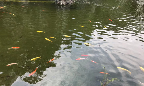 乐从国家水利风景区:顺德的水韵华章 乐从国家水利风景区:顺德的水韵华章